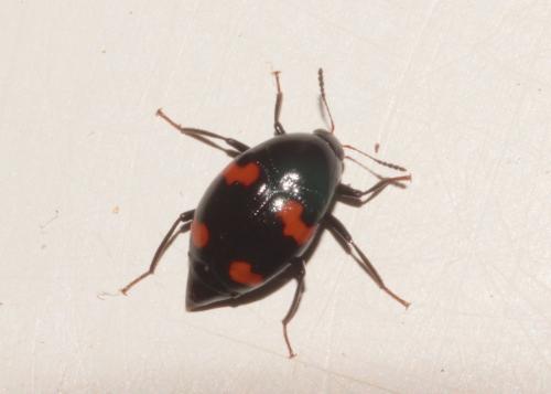Réf. 229 255 : Scaphidium quadrimaculatum